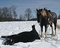 hitch-gypsy-vanner-horse