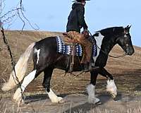 poncho-gypsy-vanner-horse