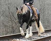 veterinarian-gypsy-vanner-horse