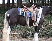 belle-gelding