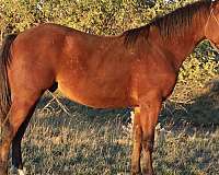 bay-faint-star-two-hind-socks-horse