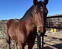 faint-star-two-hind-socks-horse