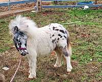 7-hand-miniature-colt