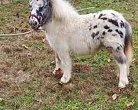 7-hand-miniature-horse