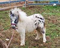 miniature-colt