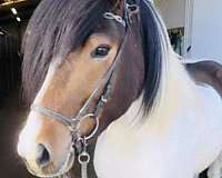 pinto-classical-horse