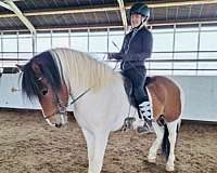 classical-icelandic-horse
