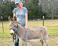 companion-donkey