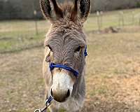 husband-safe-donkey