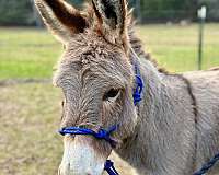 kid-safe-donkey