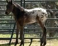 bay-34-blanket-horse