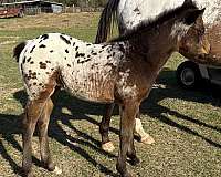 bay-white-blanket-with-black-spots-horse