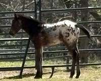 bay-blanketed-aphc-appaloosa-horse