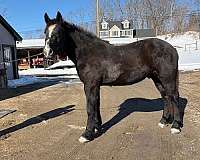 and-temperament-percheron-horse