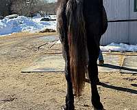 driving-prospect-percheron-horse