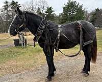 excellent-prospect-percheron-horse