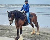 barrel-drum-horse