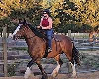 ranch-versatility-drum-horse