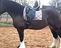 ranch-work-drum-horse