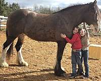 rodeo-drum-horse