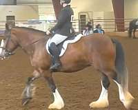 show-exper-drum-horse