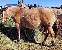 bay-roan-strip-horse
