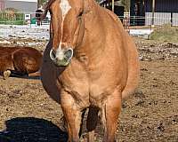 gold-mount-quarter-horse