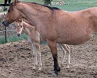 bay-roan-dun-horse