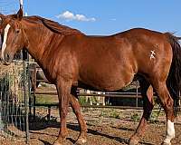 color-tested-mare
