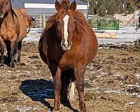 peppy-belle-mare