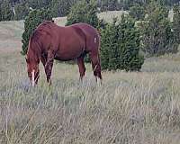 royal-king-mare