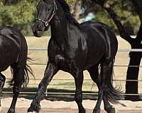 fantajjah-friesian-horse