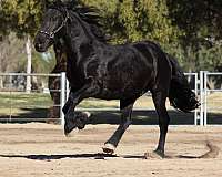 arizona-friesian-horse