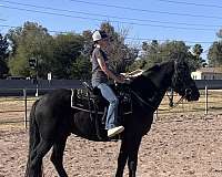 az-friesian-horse