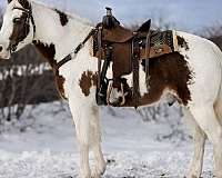 field-hunter-missouri-fox-trotter-horse