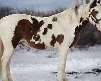 field-trial-missouri-fox-trotter-horse