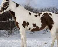 gaited-missouri-fox-trotter-horse