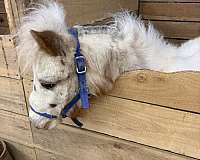 excellent-condition-miniature-horse