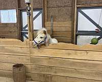 flowing-miniature-horse