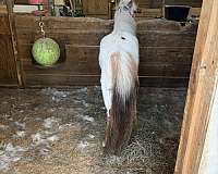 friendly-personality-miniature-horse