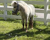 special-boy-miniature-horse