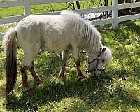 up-to-date-on-all-miniature-horse