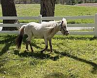 presence-miniature-horse