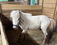 date-stallion
