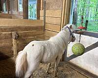 compact-stallion