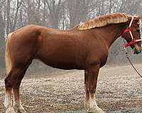 chestnut-belgian-mare