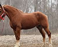 chestnut-mare-for-sale