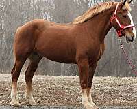 17-hand-belgian-mare