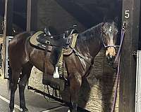 brown-all-around-horse