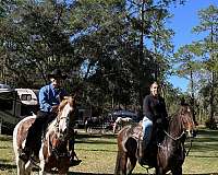 brown-quarter-horse-filly